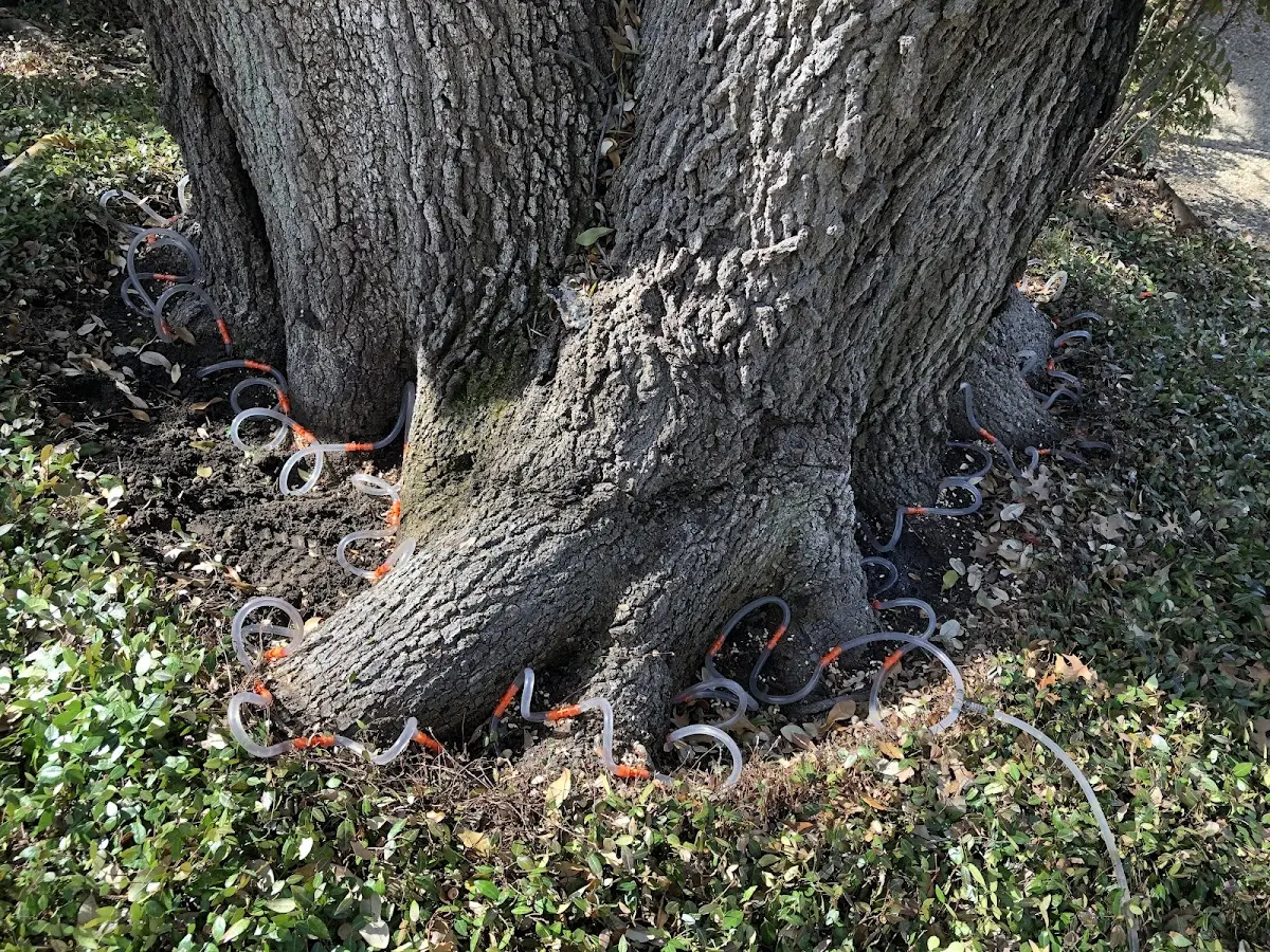 Detailed Tree Cabling and Bracing job site in Lakeside